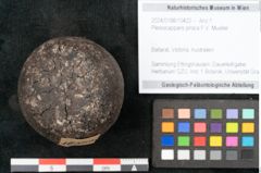 Foto (Objekt + Etikett) von Plesiocapparis prisca F.V. Mueller (NHMW-GEO-2024-0188-10422)